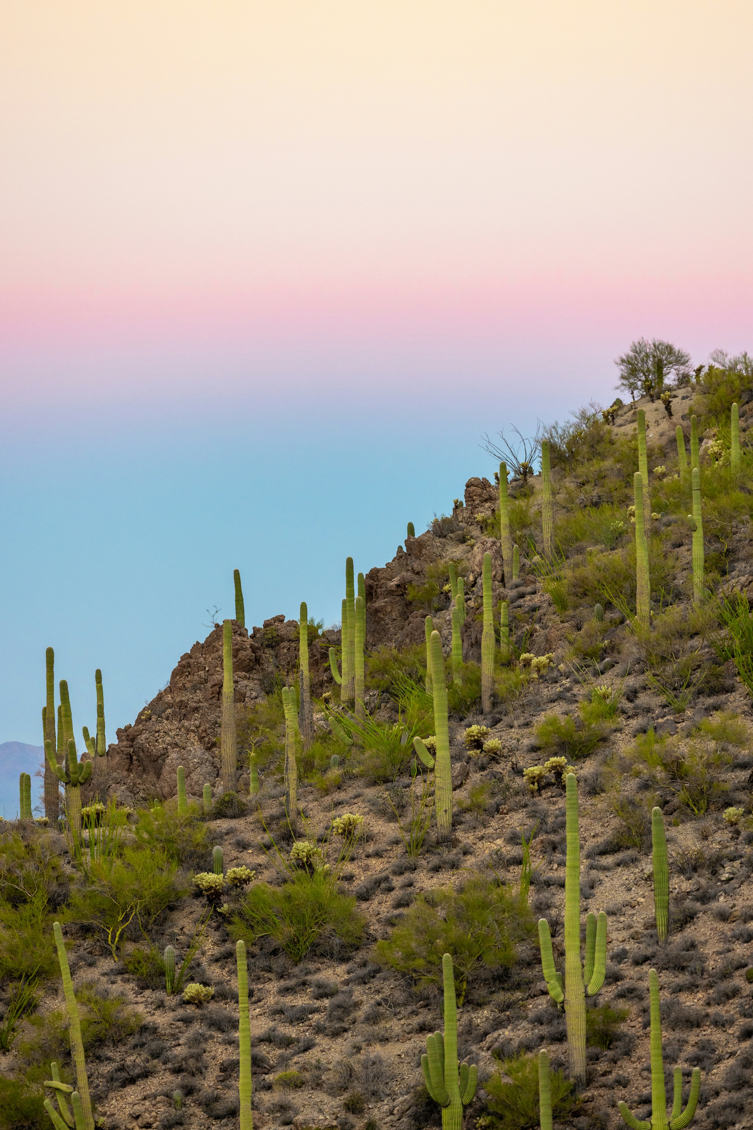 Saguaro cacti beneath a colorful sunset sky in Saguaro National Park, Arizona