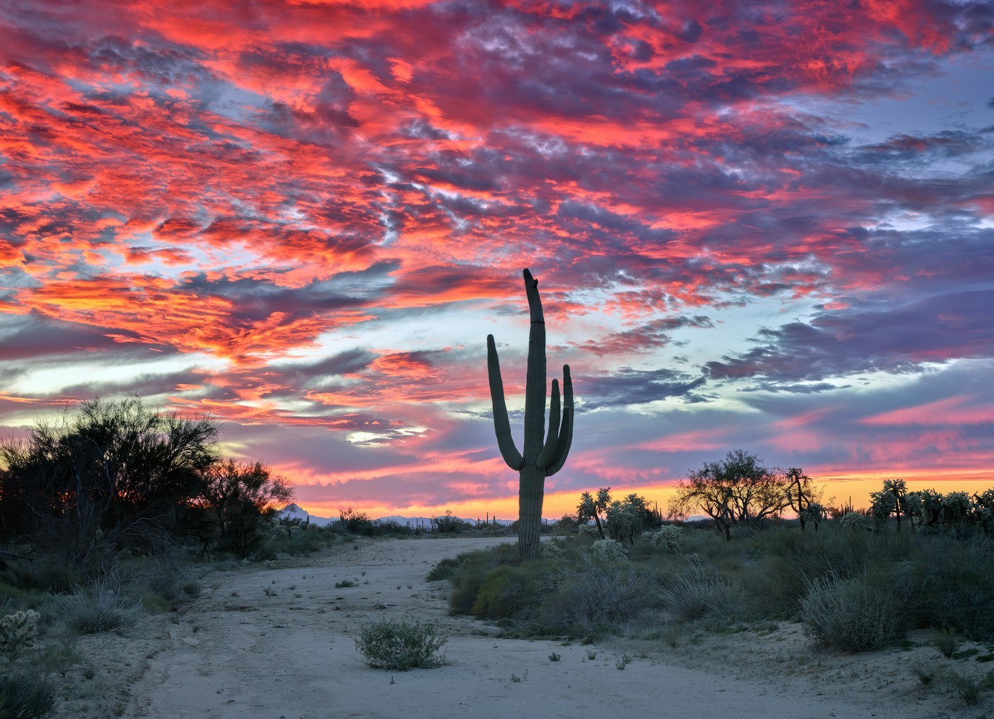 Saguaro cactus in Arizona’s Sonoran Desert beneath a vivid pink and orange sunset